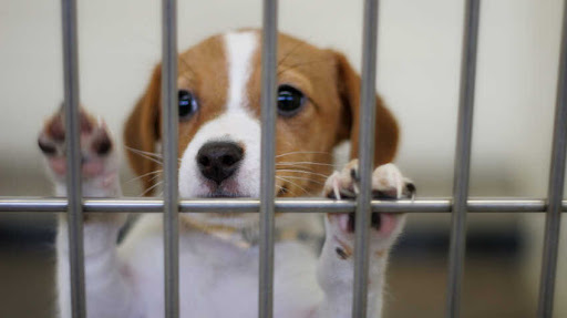 A dog eagerly awaits adoption in an animal shelter.