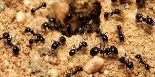 Rio Norte Ant Problems