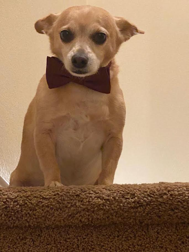 The Chihuahua Dog Breed