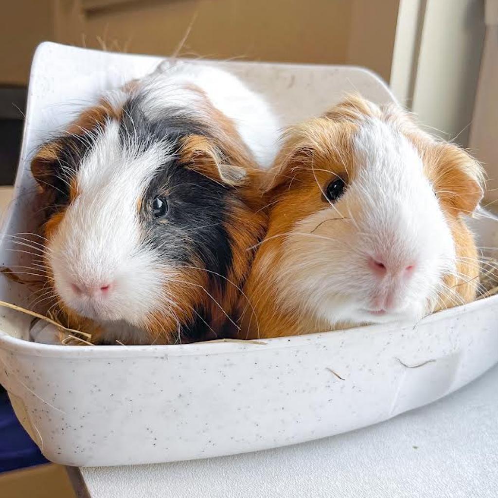 Two guinea pigs huddle together for warmth. 