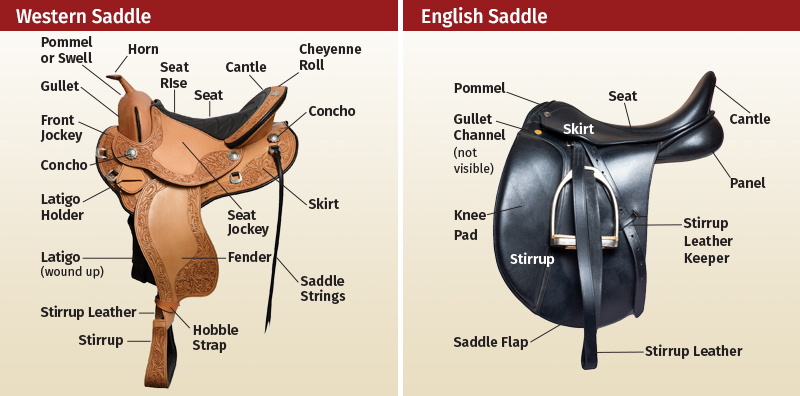 The specific differences between Western and English saddles is shown here with this helpful illustration. 