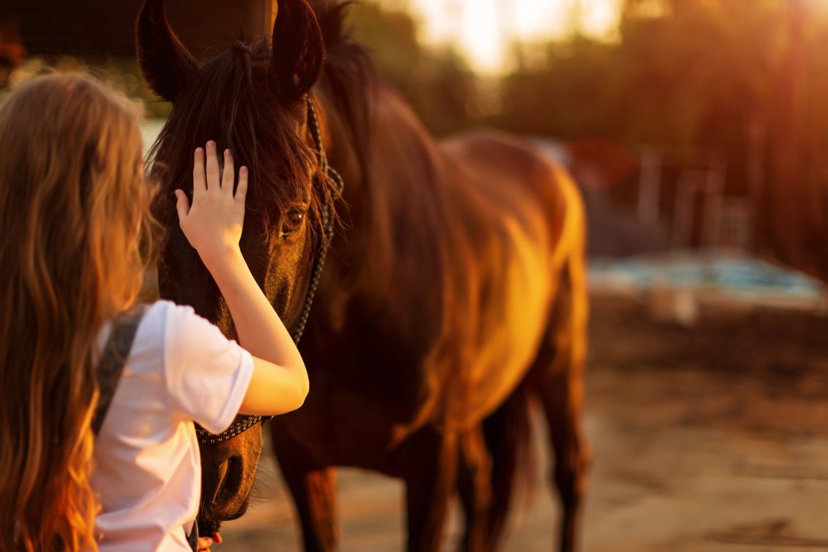 A girl and a horse connecting.