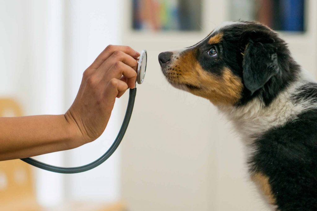 How Can Dogs Detect Cancer?