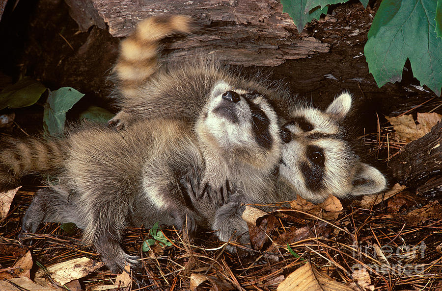 Baby raccoons 
https://prints.sciencesource.com/featured/baby-raccoons-playing-er-degginger.html