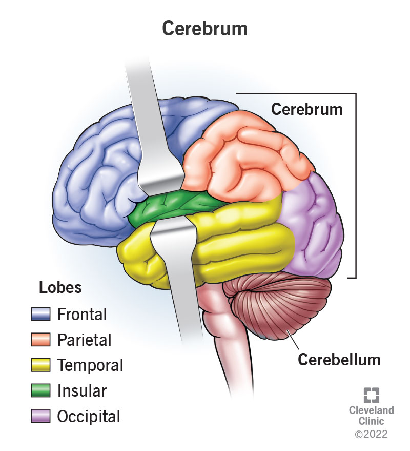 The Cerebrum: The Brain’s Control Center