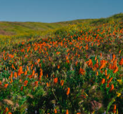 Spring: A Time When Things Come to Life