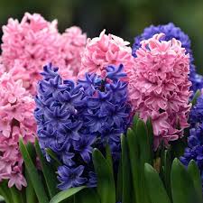 Bright, Bold, and Fragrant: Why Hyacinths Stand Out in Spring Gardens
