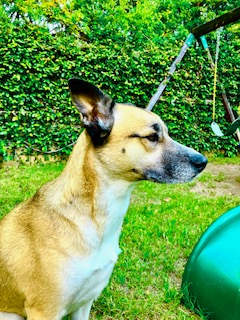 How Owning a Dog can Change Your Life