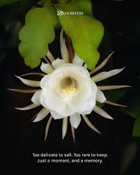 The Kadupul Flower Blooms for Only One Night